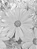 Osteospermum%20Plant%20Named%20%27KLEOE23096%27