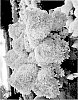 Hydrangea%20paniculata%20%27LC%20NO25%27