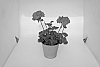 Pelargonium%20zonale%20%27KLEPZ24874%27