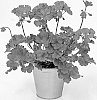 Pelargonium%20zonale%20%27KLEPZ24880%27