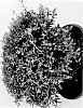 Ilex%20plant%20named%20%27BLHO02%27