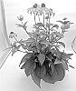 RUDBECKIA%20PLANT%20NAMED%20%27DAHLONEGA%27