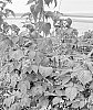 Rubus%20hybrid%20%27BWPRASP03%27