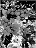 Vitis%20vinifera%20%27SV36-47-269%27