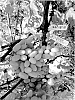 Vitis%20vinifera%20%27SV34-130-197%27