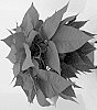 Euphorbia%20pulcherrima%20Wild.%20%27Doeupfayul%27