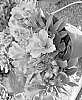 Alstroemeria%20hybrida%20%27TURCAL209%27