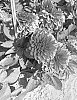 Dahlia%20hybrid%20%27DDAHCHPRPL%27
