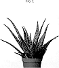 Aloe%20hybrida%20%27AMIAL2139%27