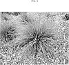Lomandra%20fluviatilis%20%27LM380%27