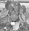 Colocasia%20esculenla%20%27Hawaiian%20Luau%27