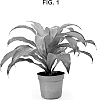 Dracaena%20deremensis%20%27LULU%27