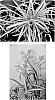 Scirpus%20pendulus%20%27Stars%20and%20Stripes%27