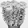 Sedum%20hybrid%20%27PPC093%27