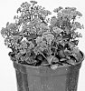 Sedum%20hybrid%20%27PPF095%27