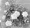 Rosa%20hybrida%20%27KORdreimela%27