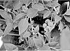 Vaccinium%20corymbosum%20%27CBG-23-03%27