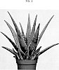 Aloe%20%27AMIAL2202%27