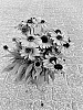 Echinacea%20Plant%20Named%20%27BullEchipur%20118%27