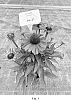 Echinacea%20Plant%20Named%20%27BullEchipur%20120%27