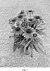 Echinacea%20Plant%20Named%20%27BullEchipur%20121%27