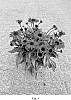 Echinacea%20Plant%20Named%20%27BullEchipur%20122%27