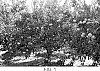 Citrus%20sp.%20%27HAYASE%27