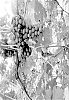 Vitis%20vinifera%20L.%20%27SV34-161-275%27