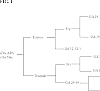 Vitis%20rotundifolia%20%27USDA-ARS-Bertha%20Mae%27