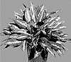Aglaonema%20hybrida%20%27MUKSTIL%27
