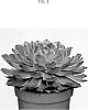 Echeveria%20hybrid%20%27OVPEARLS16%27