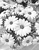 Osteospermum%20ecklonis%20Norl.%20%27KLEOE24785%27