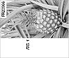 Ananas%20comosus%20%27FR20966%27