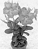 Mandevilla%20sanderi%20%27QD-94%27