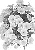 Petunia%20X%20hybrida%20%27Dopetpotyel%2025%27