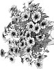 Petunia%20X%20hybrida%20%27Dopetsurspabluvei%27