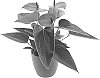 Anthurium%20andreanum%20%27AN2828318%27
