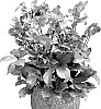 Helleborus%20x%20ericsmithii%20X%20Helleborus%20x%20hybridus%20%27Flevo%2020-11-034%27
