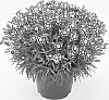 Dianthus%20x%20allwoodii%20hort%20%27WP24%20JAP01%27