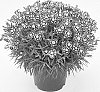 Dianthus%20x%20allwoodii%20hort%20%27WP24%20JAP01%27