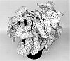 Caladium%20x%20hortulanum%20%27UF-15-131%27