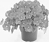 PETUNIA-CALIBRACHOA%20HYBRID%20PLANT%20NAMED%20%27KLECA22835%27