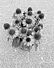 Echinacea%20Plant%20Named%20%27BullEchipur%20124%27