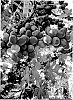 Vitis%20vinifera%20%27SV36-21-170%27