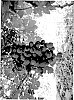 Vitis%20vinifera%20%27SV34-134-463%27