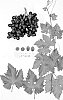 Vitis%20vinifera%20%27SUGRA67%27