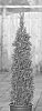 Thuja%20occidentalis%20%27GK01%27