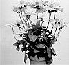 Rudbeckia%20hirta%20%27RUDBKST704%27