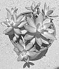 Sedum%20adolphi%20%27LOVE%27S%20FIRE%27