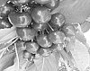 CHERRY%20TREE%20NAMED%20%27V690628%27